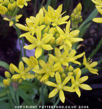 Yellow Allium