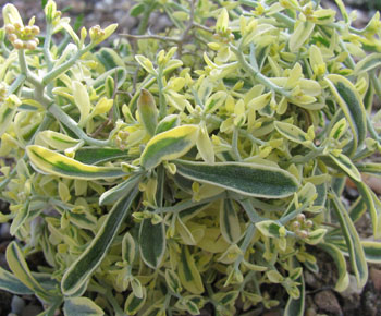 Alyssum spinosum 'Roseum Variegatum'