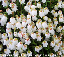 Cassiope lycopodioides 'Beatrice Lilley'