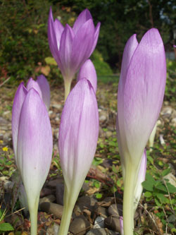 Colchicum The Giant
