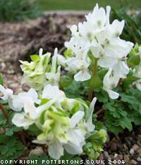 Corydalis malkensis 