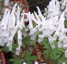 Corydalis solida 'Snowy Owl'