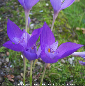 Crocus banaticus (AUT)