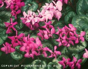 Cyclamen coum