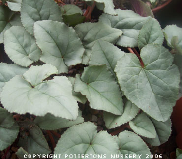 Cyclamen hederifolium silver leaved