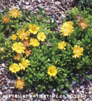 Delosperma nubigenum
