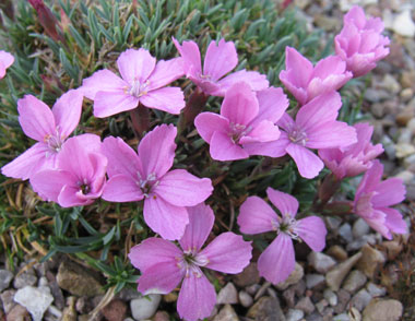 Dianthus microlepis musalae