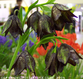 Fritillaria biflora