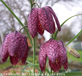 Fritillaria meleagris