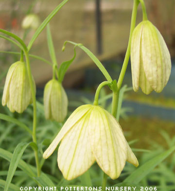 Fritillaria thunbergii