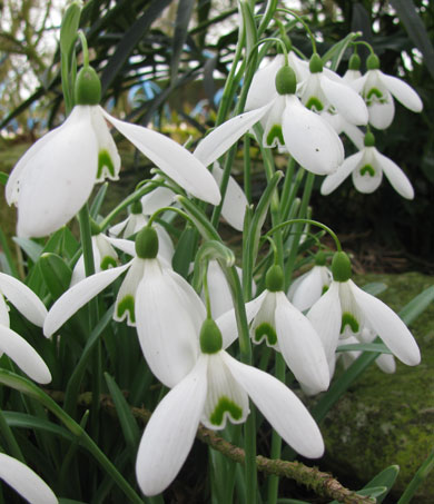 Galanthus 'Magnet'