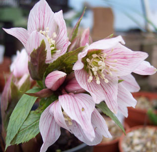 Helleborus thibetanus