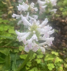 Betonica macrantha 'Alba'