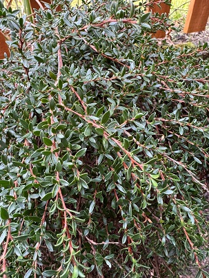 Leptospermum rupestre