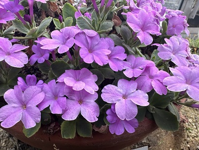 Primula allionii Stella