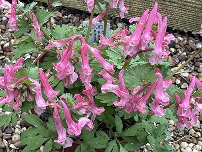 Corydalis solida 'Beth Evans' 