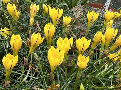 Ipheion dialystemon 