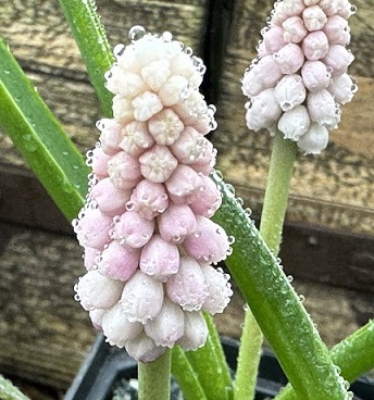 Muscari Pink Sunrise