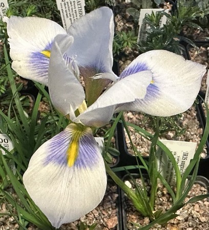 Iris unguicularis ssp cretensis Mt. Ifris