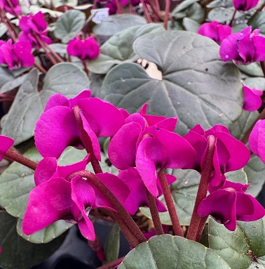 Cyclamen coum 'Meaden's Crimson'