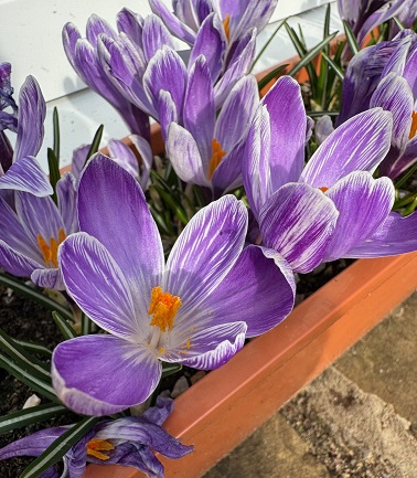 Crocus 'King of the Striped'