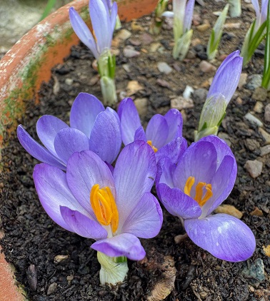 Crocus tommasinianus 'Hummingbird'