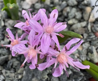 Scilla bifolia 'Chris's Favourite'