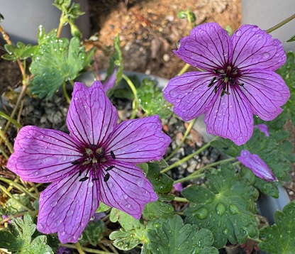 Geranium subcaulescens 'Van Lochem'