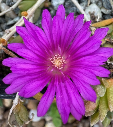 Delosperma ashtonii 