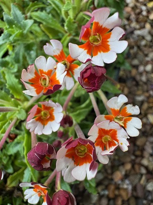 Zaluzianskya ovata 'Orange Eye'