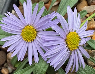 Erigeron leiomerus