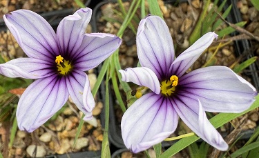 Sisyrinchium 'Devon Skies'