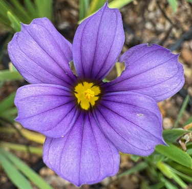 Sisyrinchum 'Sapphire'