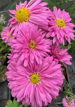 Chrysanthemum 'Bretforton Road'