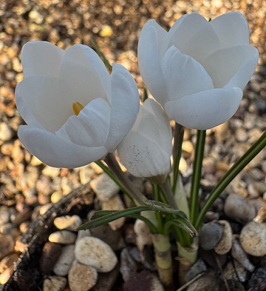Crocus chrysanthus 'Polar Bear'