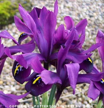 Iris histrioides 'George'