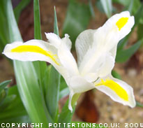 Iris orchioides Dwarf Form