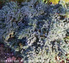 JUNIPER squamata 'Blue Star' 333/20