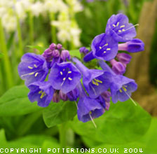 Mertensia virginica (deliver autumn)