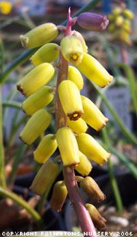 Muscari macrocarpum 'Golden Fragrance'