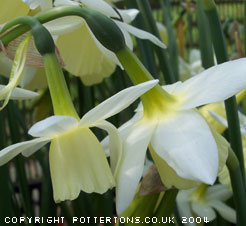 Narcissus triandrus 'Lemon Drops'