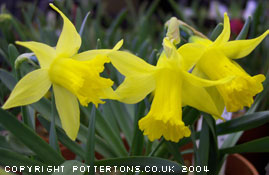 Narcissus Midget