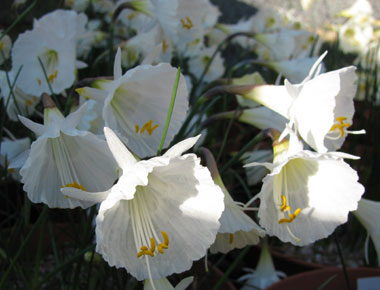 Narcissus Nylon