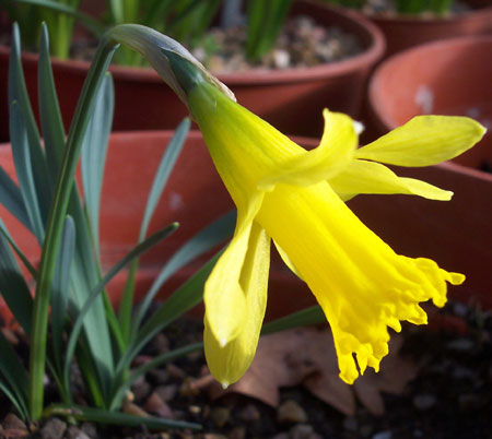 Narcissus asturiensis