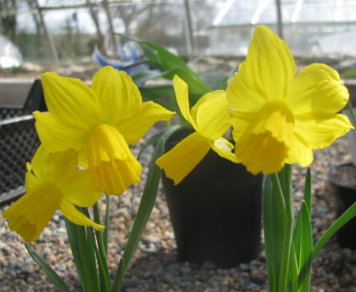 Narcissus cyclamineus 'Hummingbird'