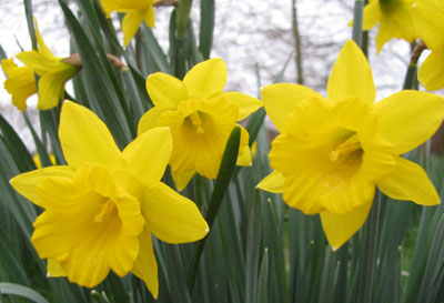 Narcissus pseudonarcissus obvallaris Narcissus pseudonarcissus obvallaris