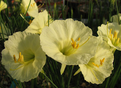 Narcissus romieuxii JCA 805 Treble 'Chance'