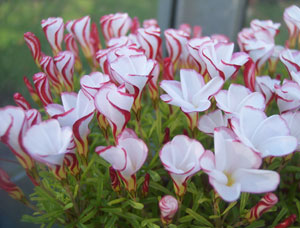 Oxalis versicolor 