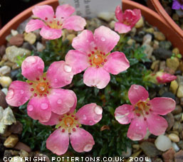 Saxifraga 'Peach Melba'