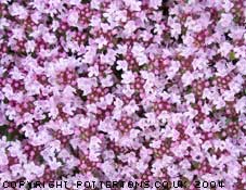 Thymus serpyllum 'Pink Chintz' 